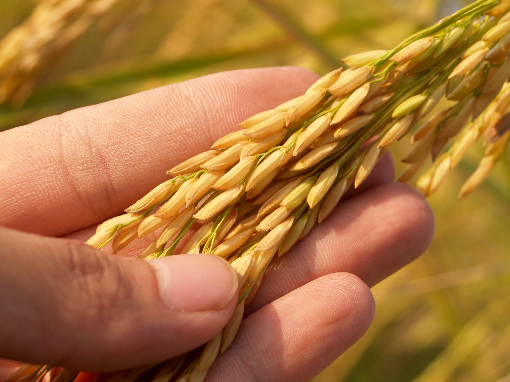 Kaybang basket during harvest