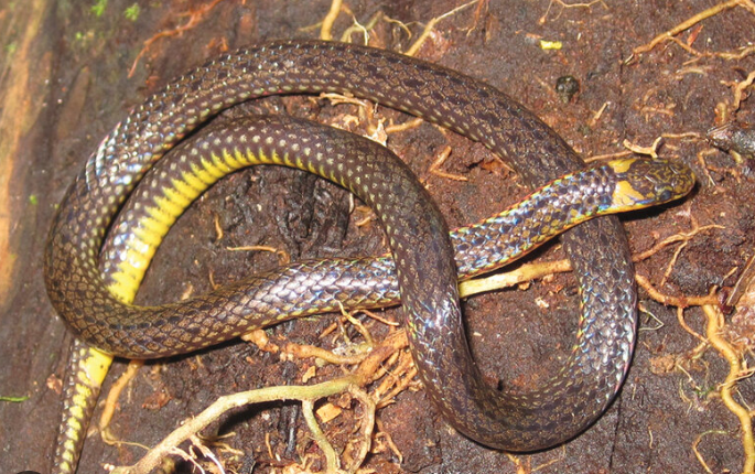 Story of Why Snakes Do Not Bite the Karao